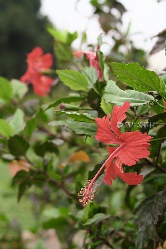 红色的木槿花/蜀葵树生长在夏季景观花园的图像，近距离的木槿照片对模糊的绿色草地背景